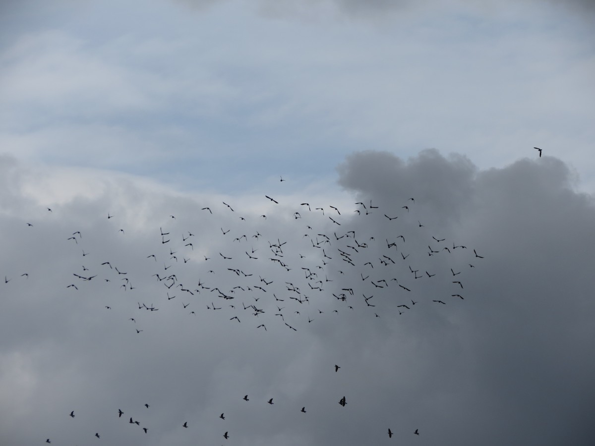 オビオバト - ML645610003