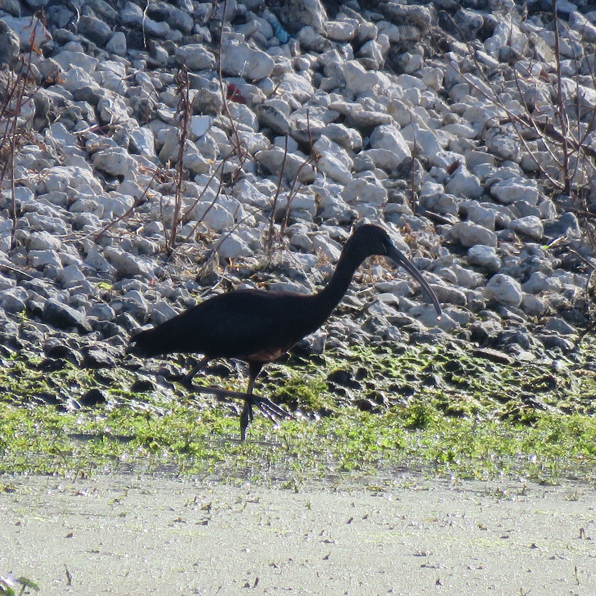 ブロンズトキ - ML645610004