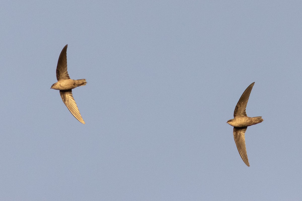 Chimney Swift - ML645610006