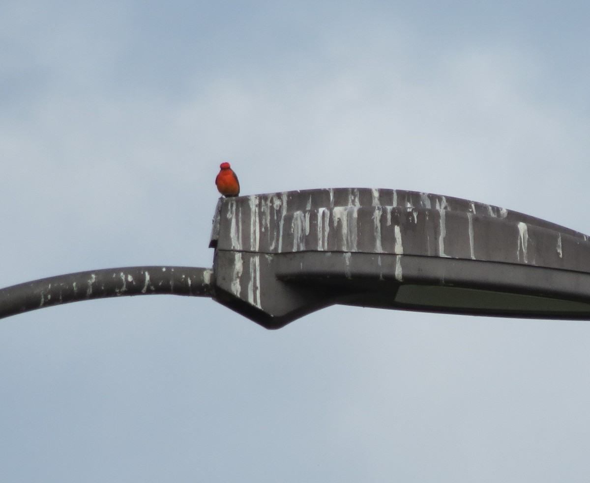 ベニタイランチョウ - ML645610019