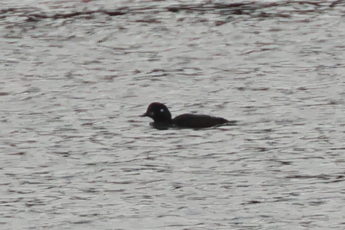 Хотгуужин чөрх - ML645610020