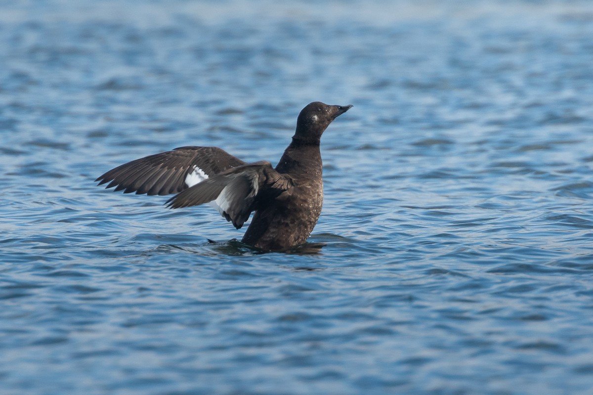 White-winged Scoter - ML645610028