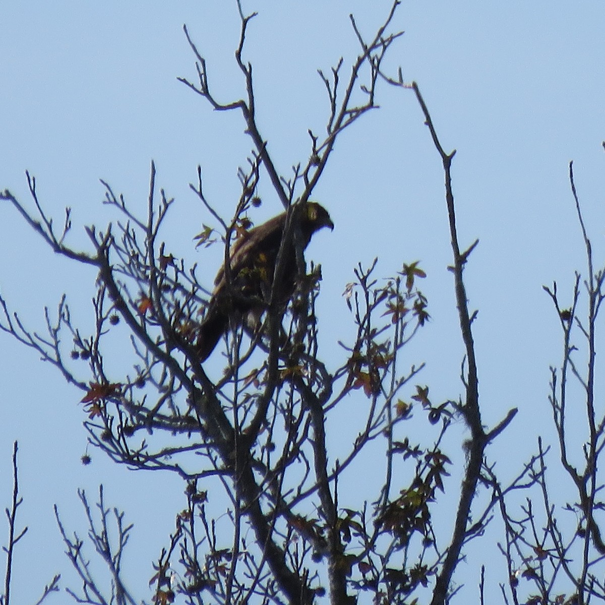 タニシトビ - ML645610029