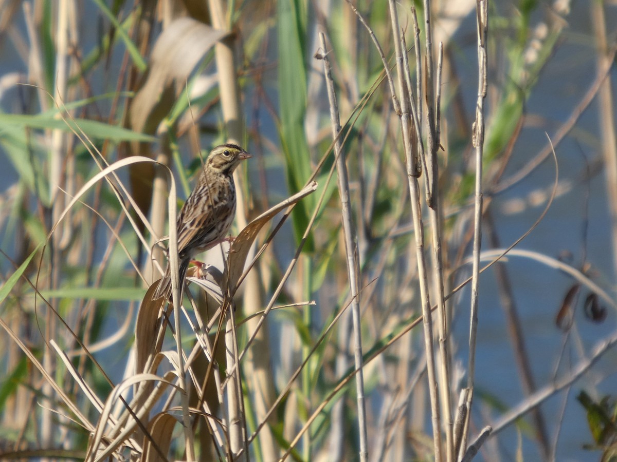 Savannah Sparrow - ML645610031