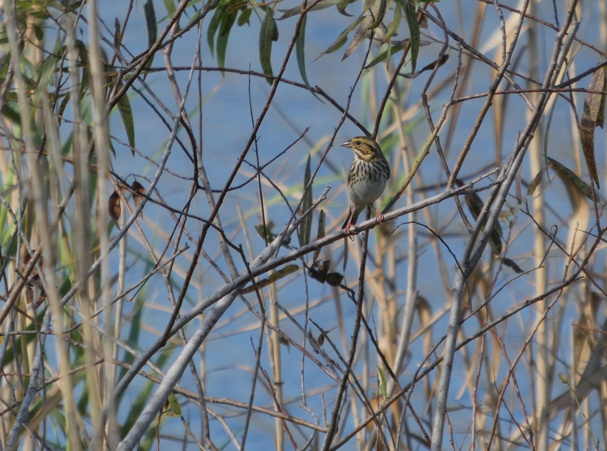 Savannah Sparrow - ML645610032
