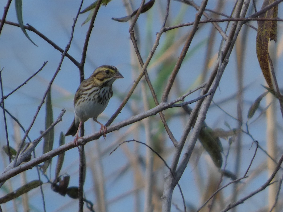 Savannah Sparrow - ML645610033