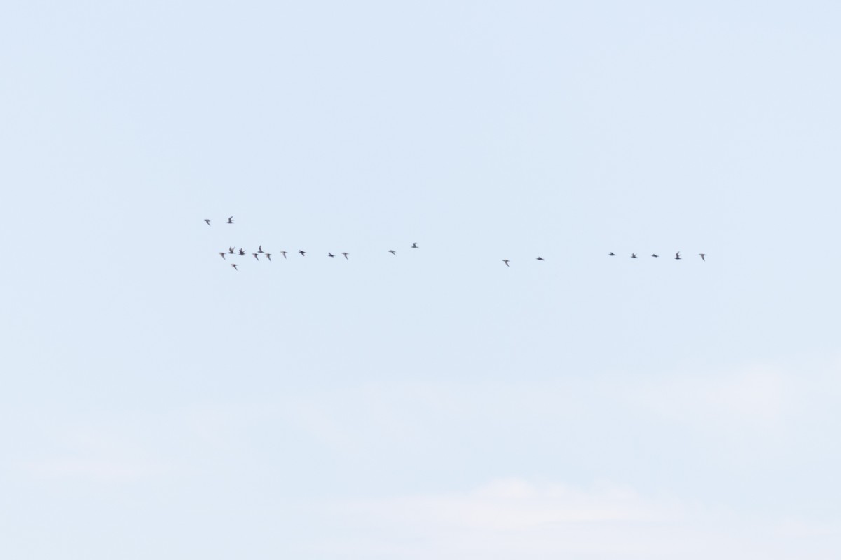 American Golden-Plover - ML645610036