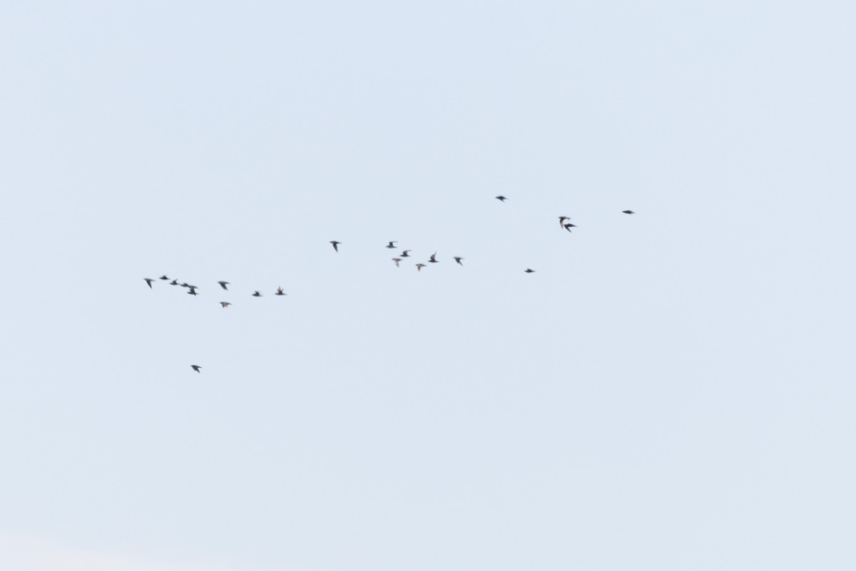 American Golden-Plover - ML645610042