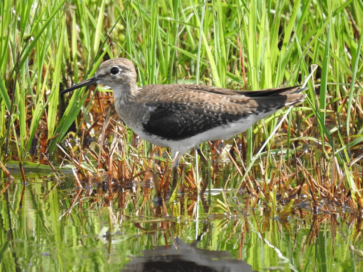 Solitary Sandpiper - ML645610044