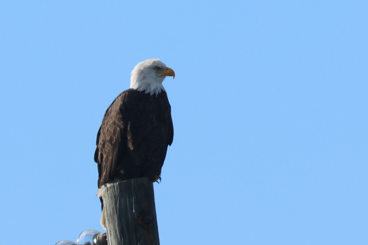 Bald Eagle - ML645610045