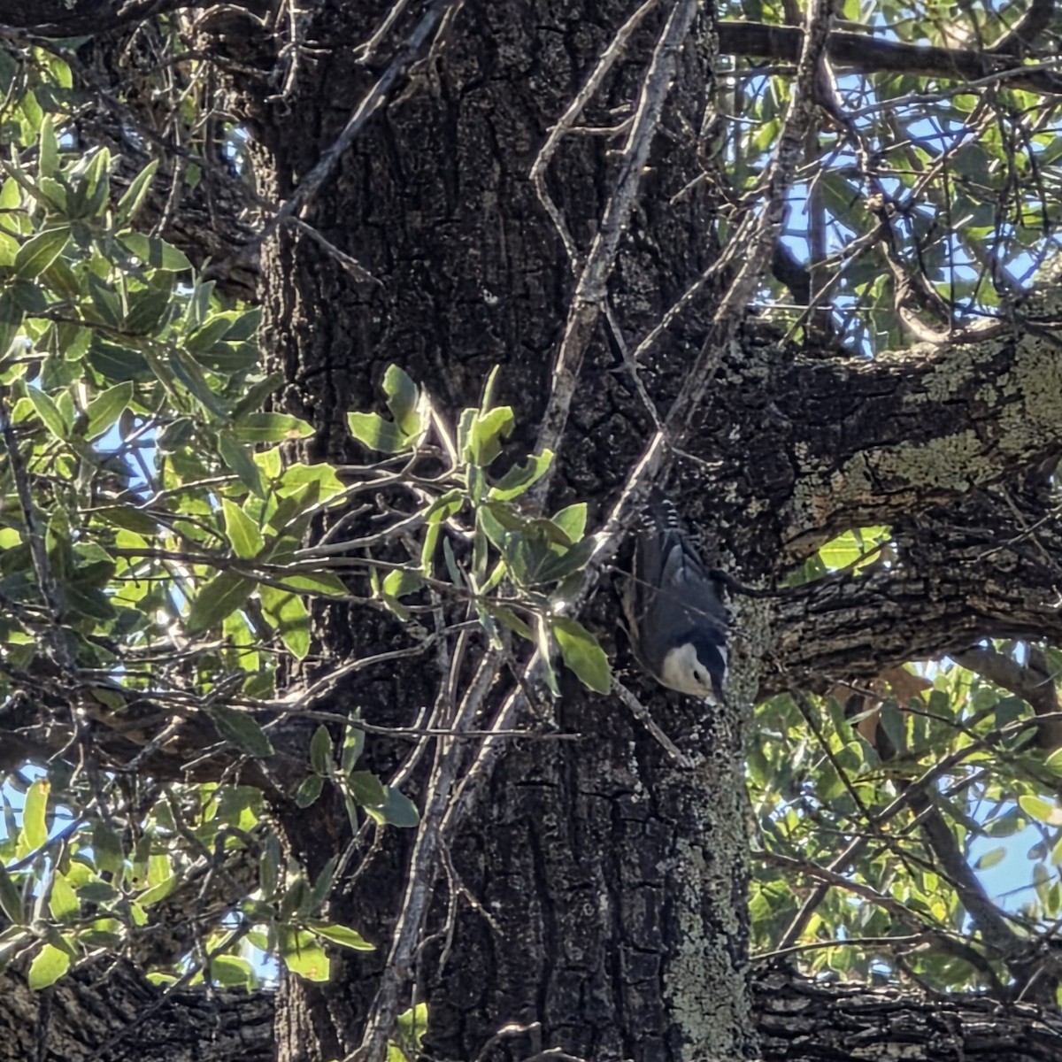 White-breasted Nuthatch - ML645610050