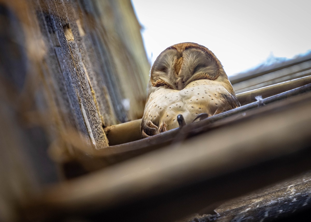 アメリカメンフクロウ - ML645610052