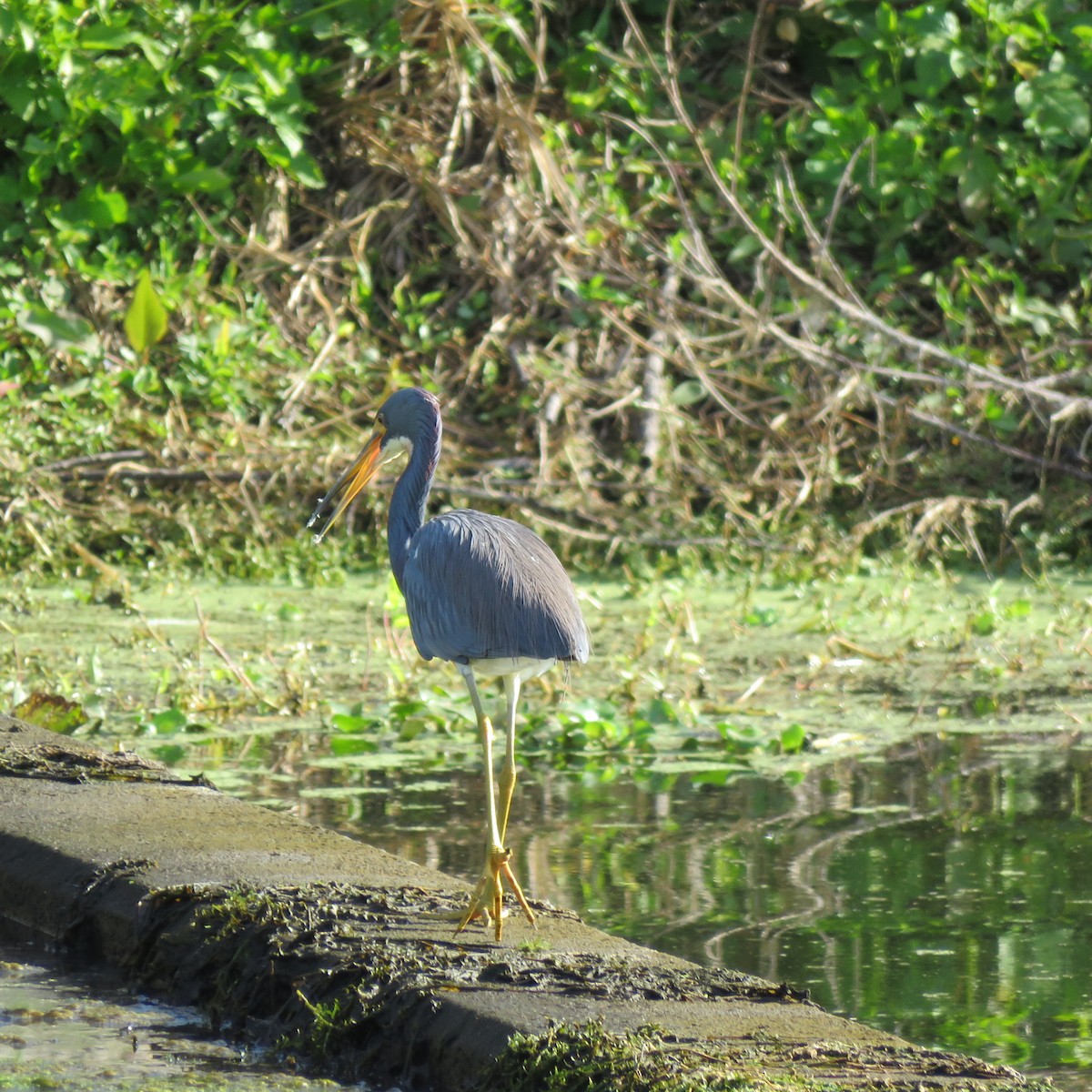 サンショクサギ - ML645610057