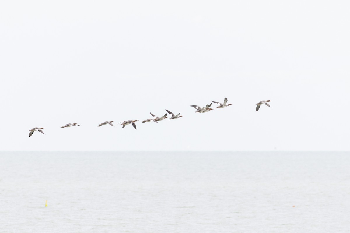 Common Merganser - ML645610058