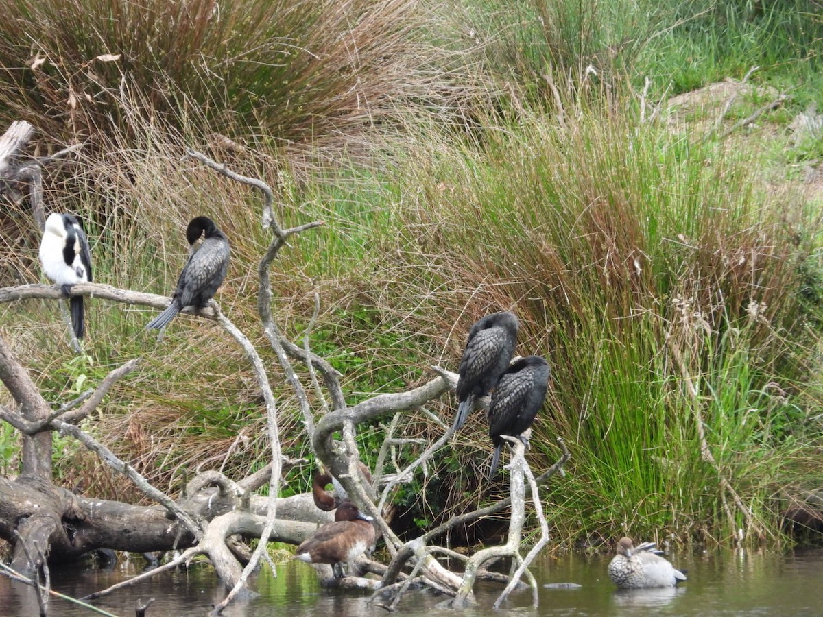 kormorán australský - ML645610059