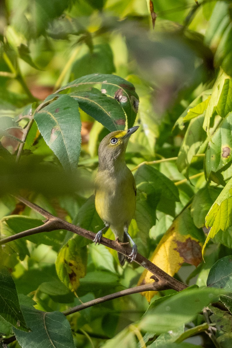 ויראו לבן-עין - ML645610060