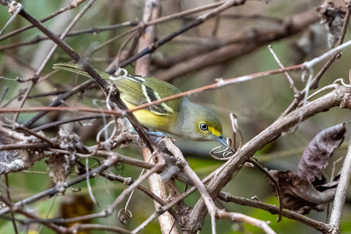 ויראו לבן-עין - ML645610061