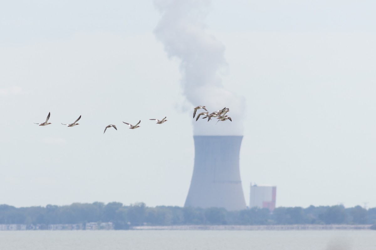 Common Merganser - ML645610062