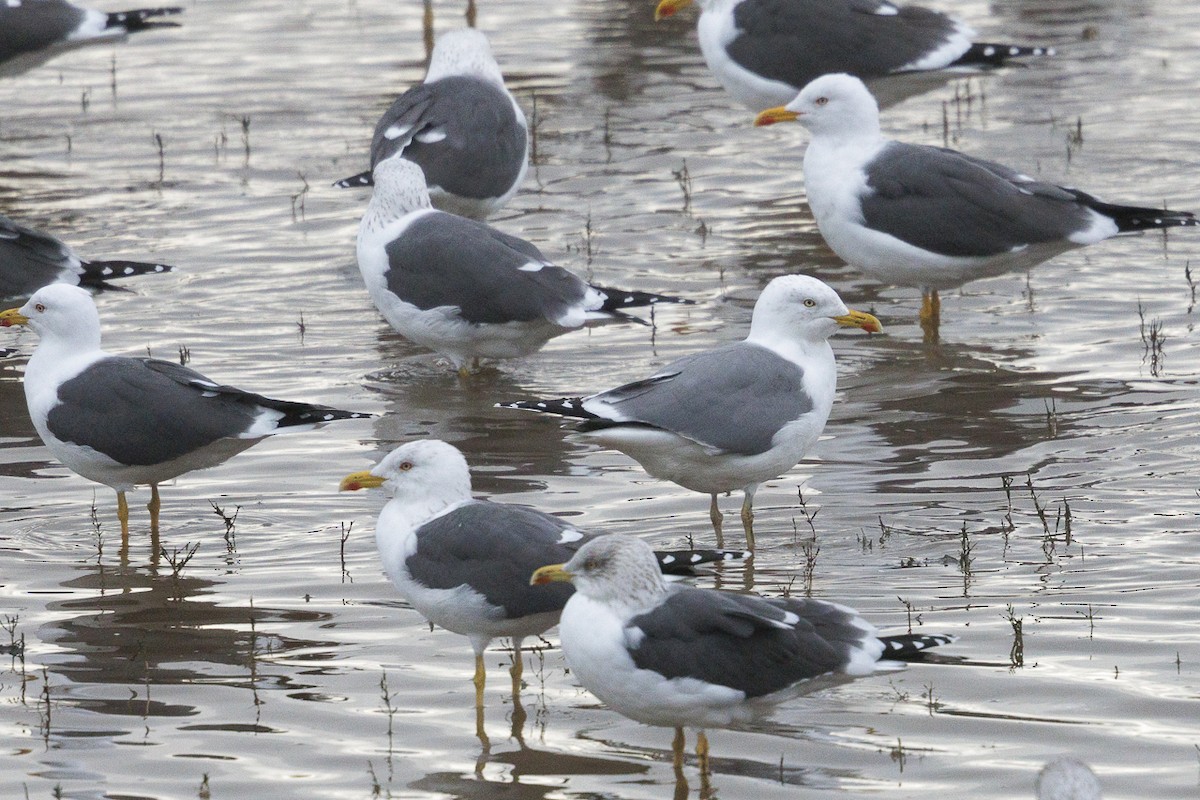 racek středomořský - ML645610072