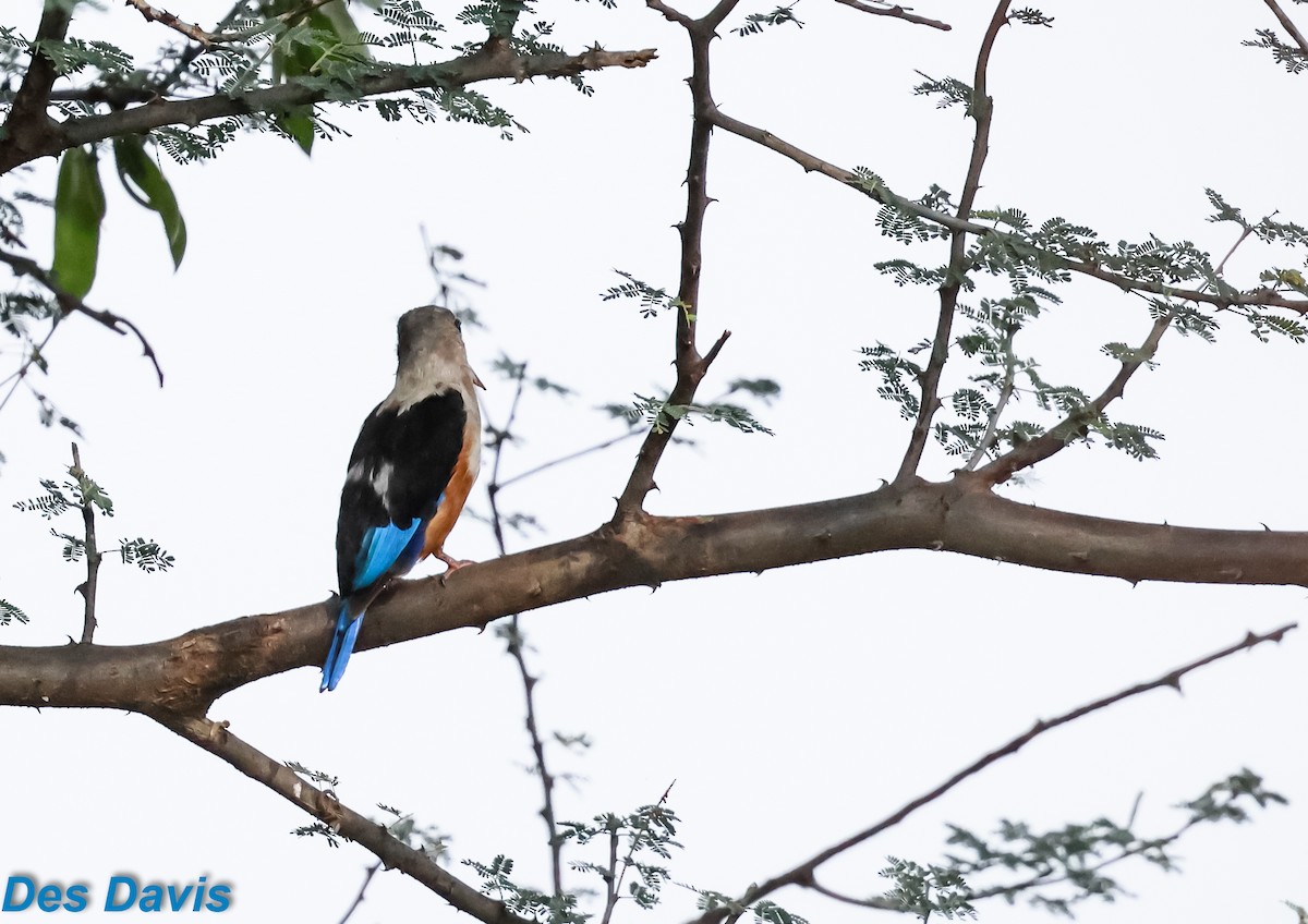 Martin-chasseur à tête grise - ML645610075