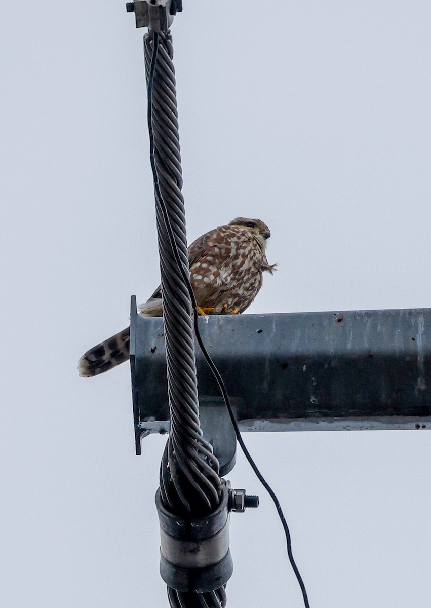 dřemlík tundrový - ML645610080