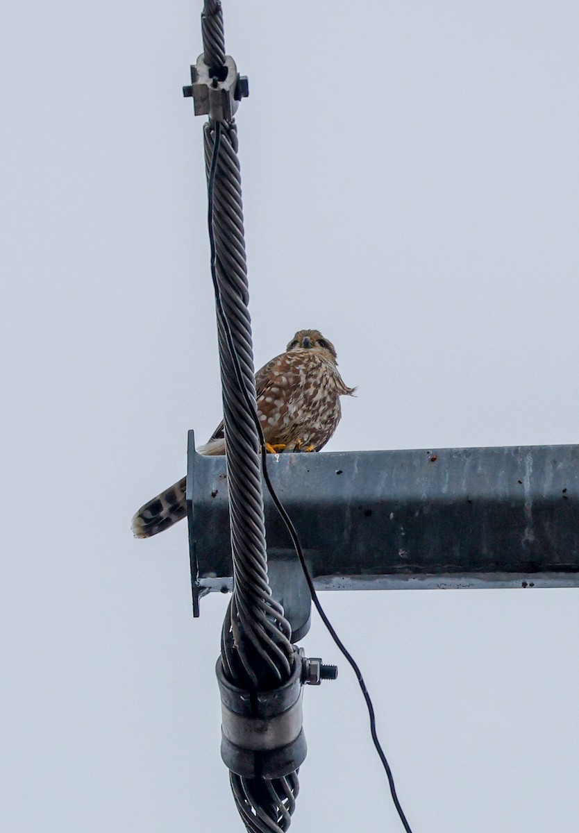 dřemlík tundrový - ML645610082