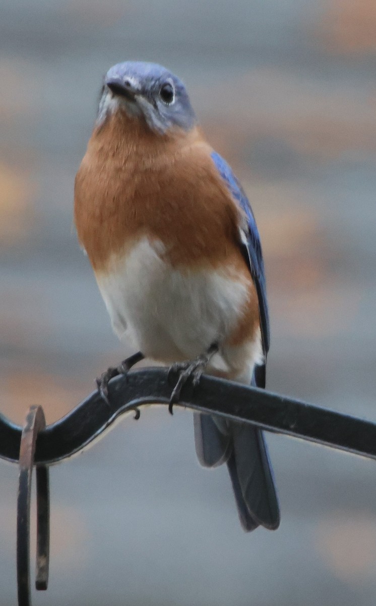 Eastern Bluebird - ML645610092