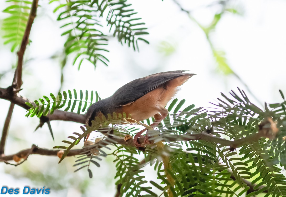 Northern Crombec - ML645610093