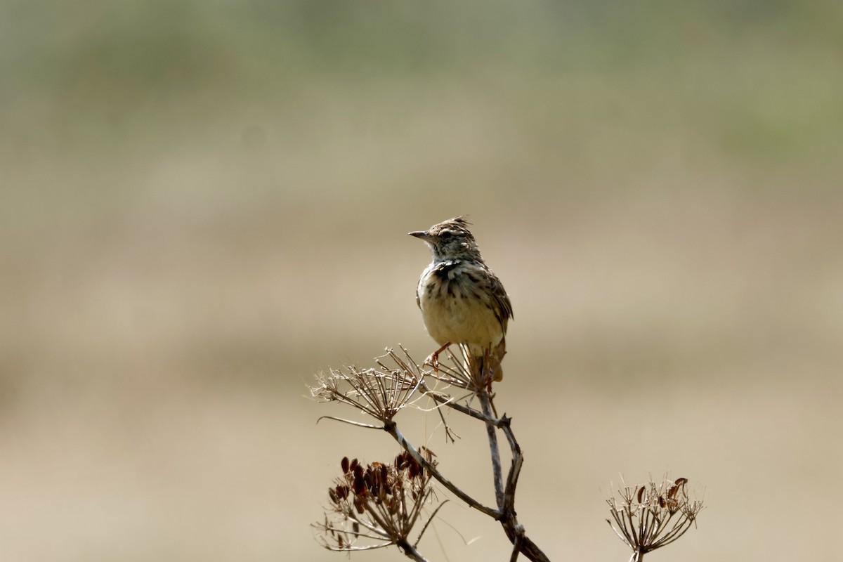 Thekla's Lark - ML645610094