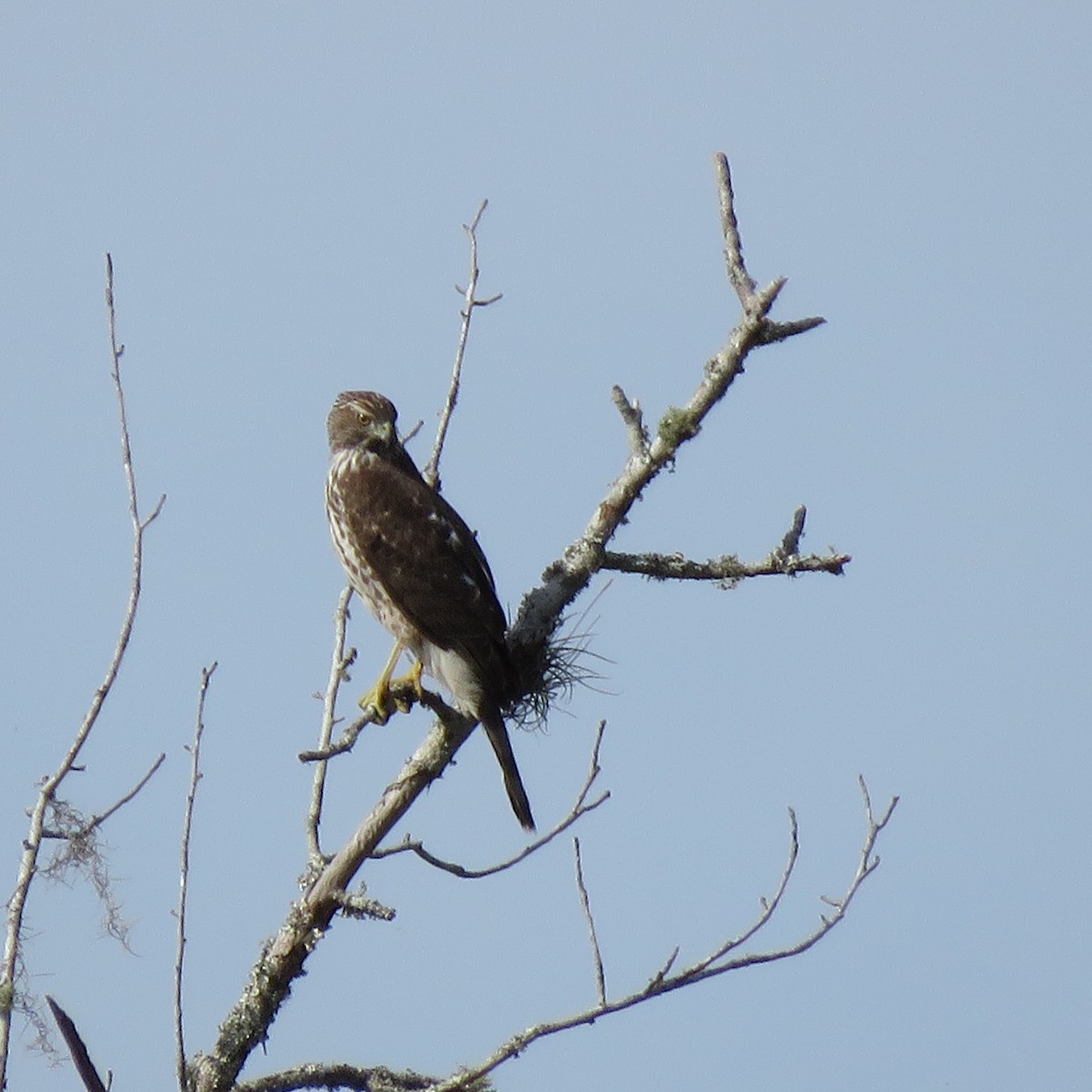 Cooper's Hawk - ML645610095
