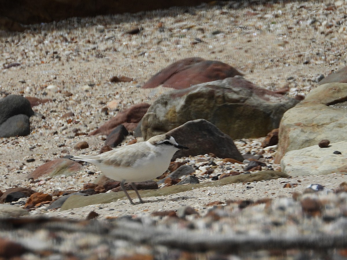 White-fronted Plover - ML645610097