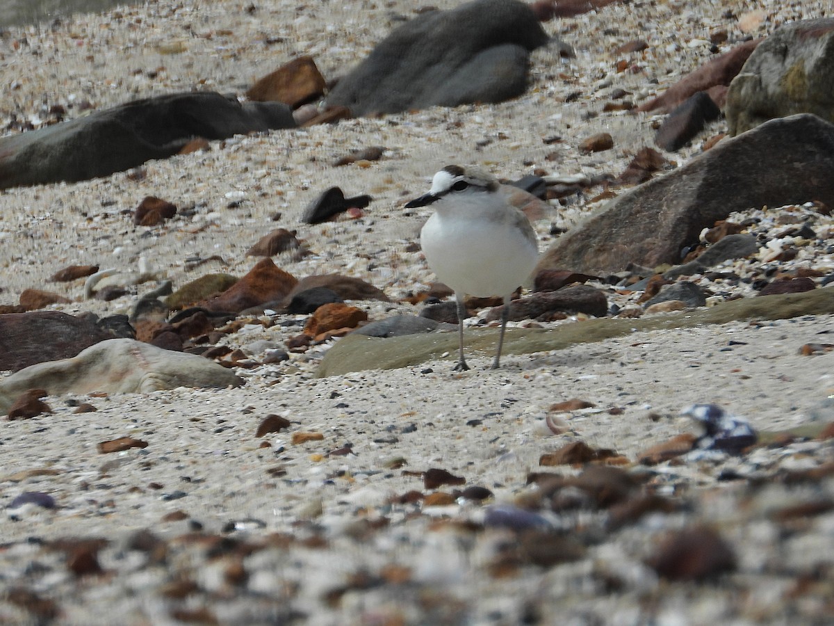 White-fronted Plover - ML645610098