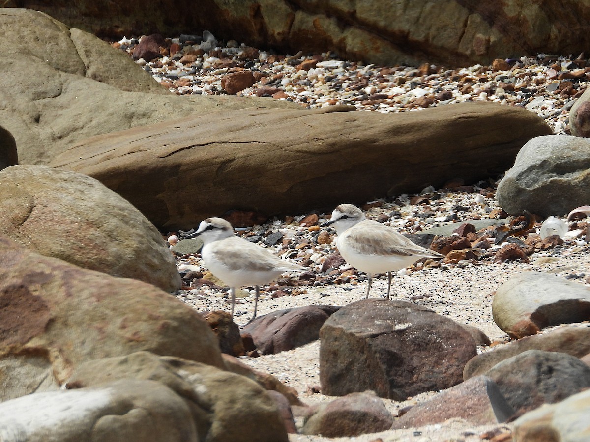 White-fronted Plover - ML645610099