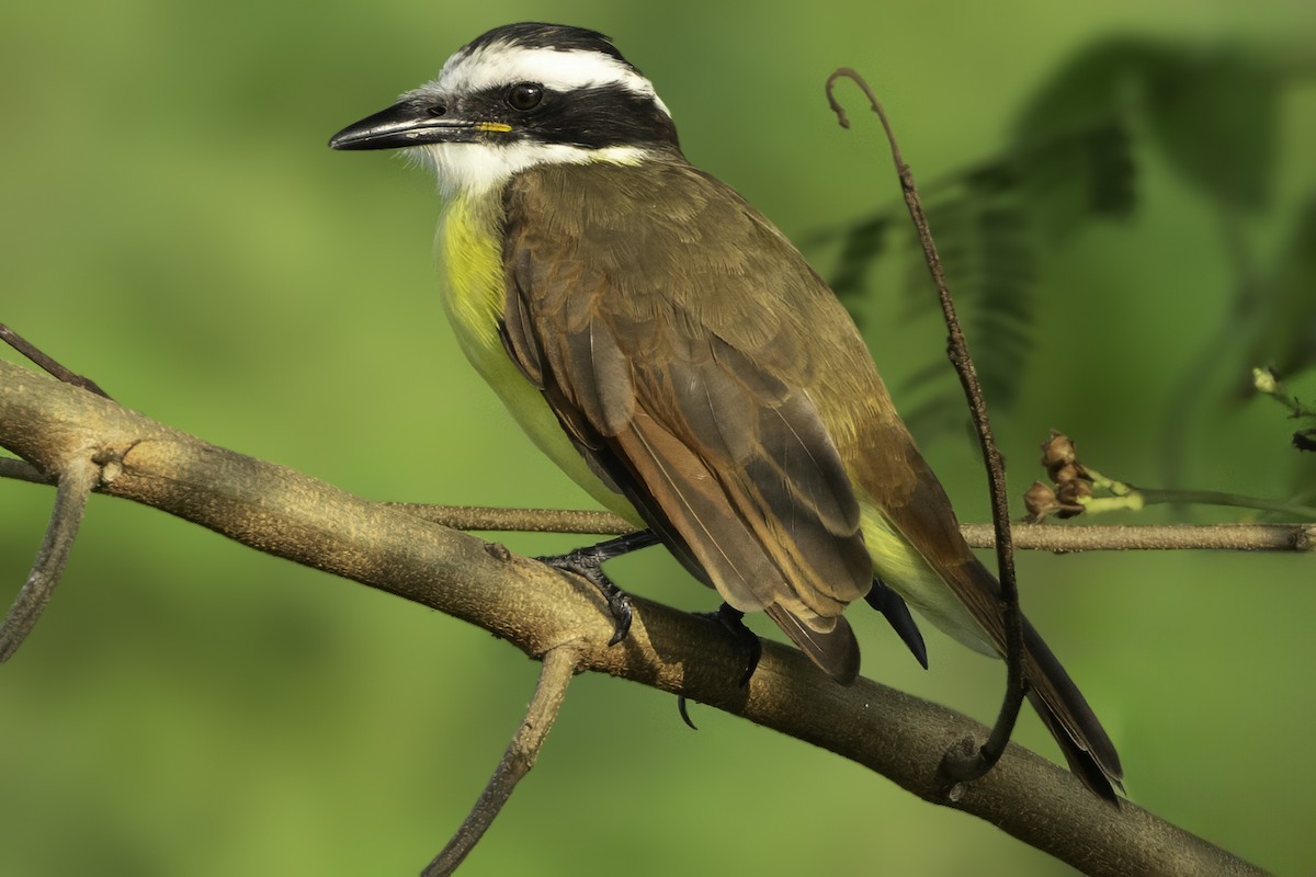 Great Kiskadee - ML645610100