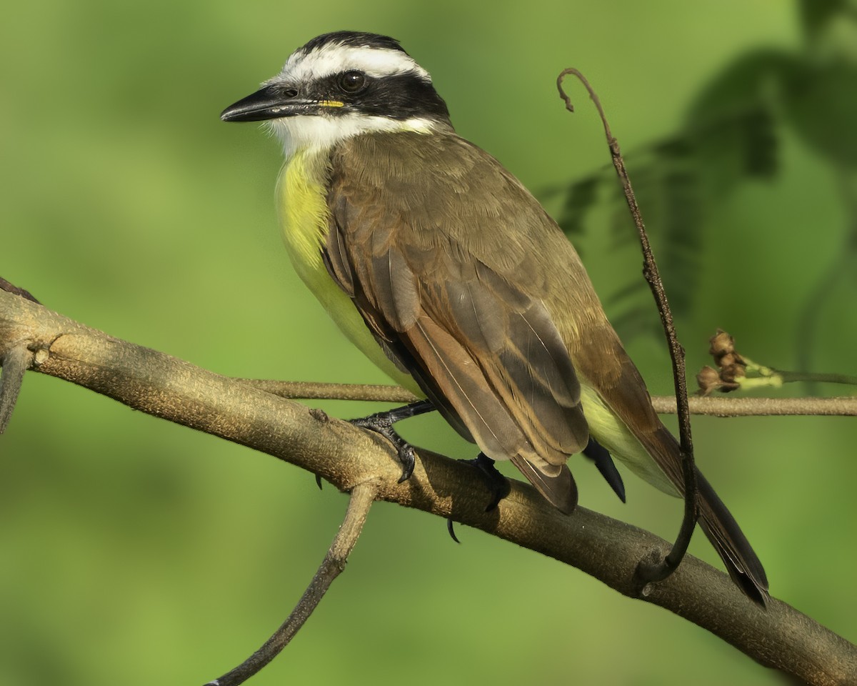 Great Kiskadee - ML645610101