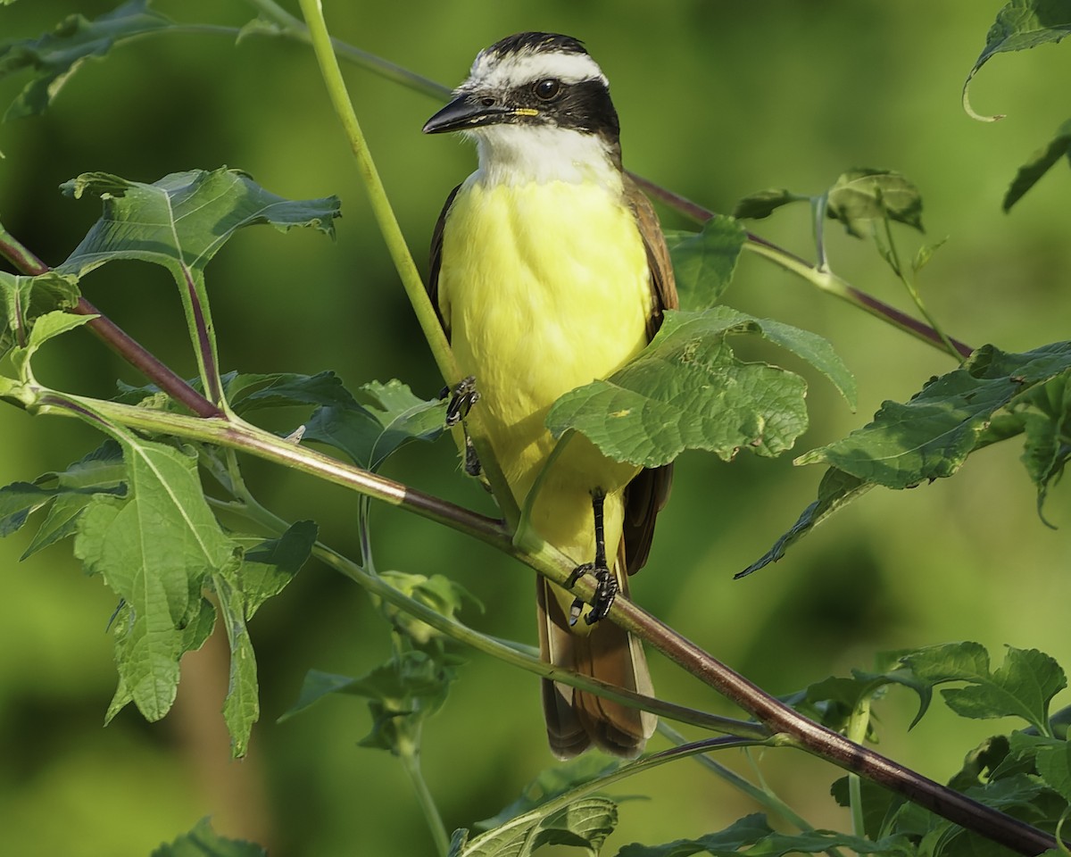 Great Kiskadee - ML645610102