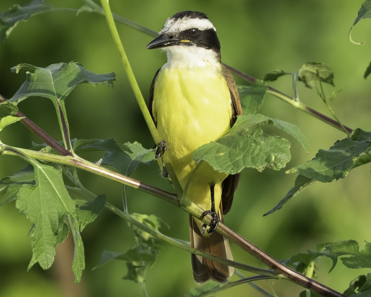 Great Kiskadee - ML645610103