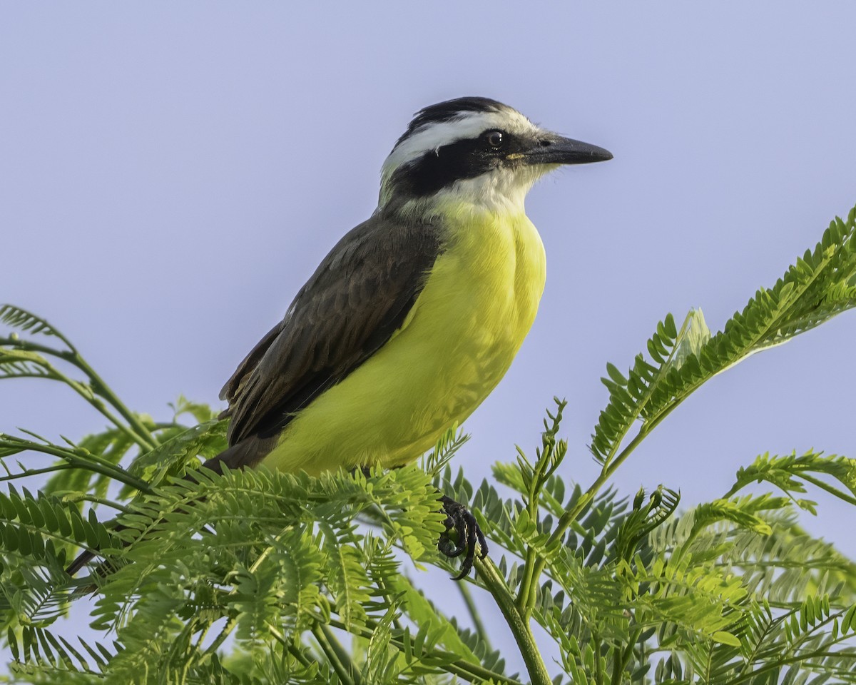 Great Kiskadee - ML645610104