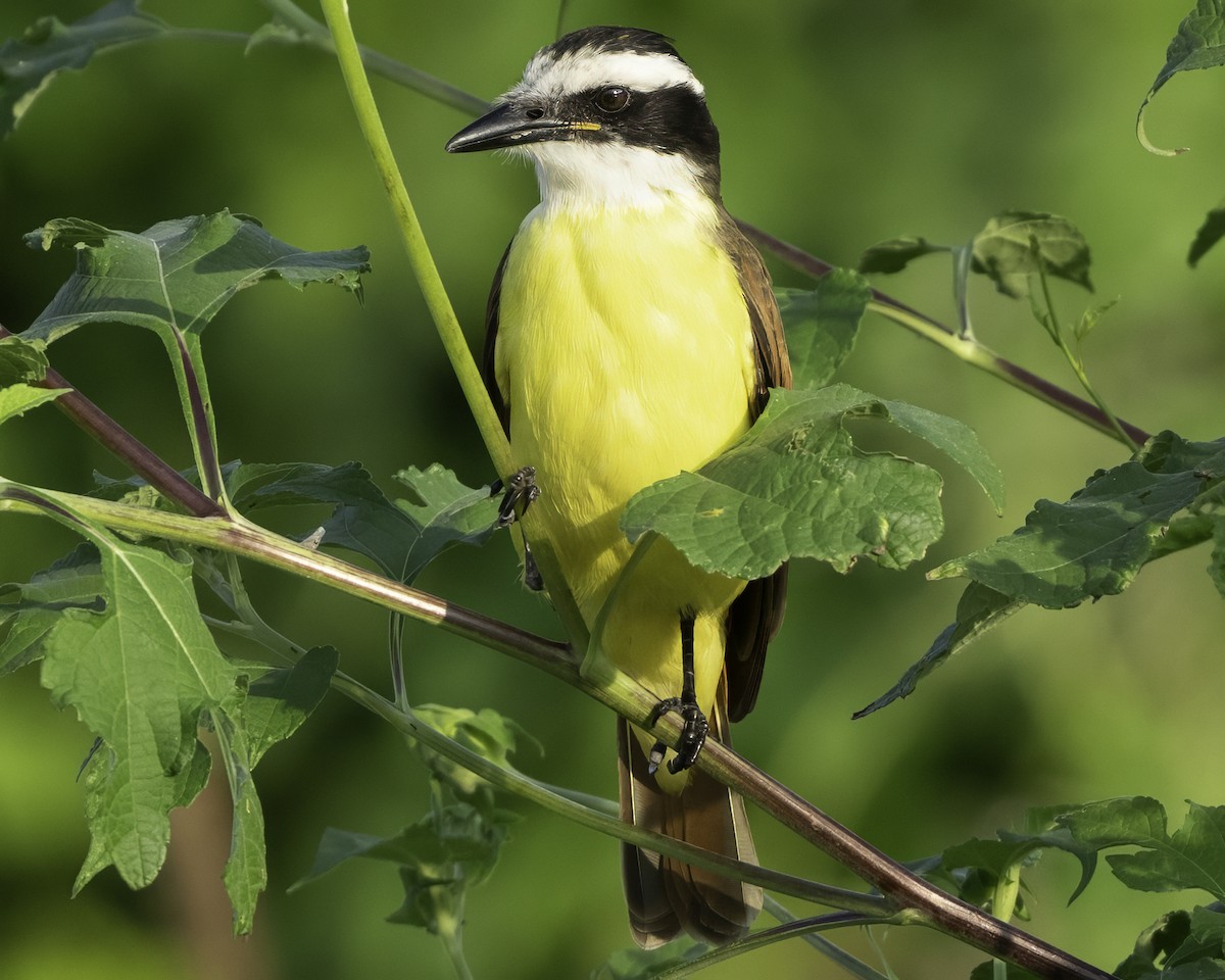 Great Kiskadee - ML645610105