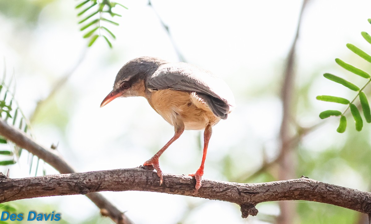 Northern Crombec - ML645610106