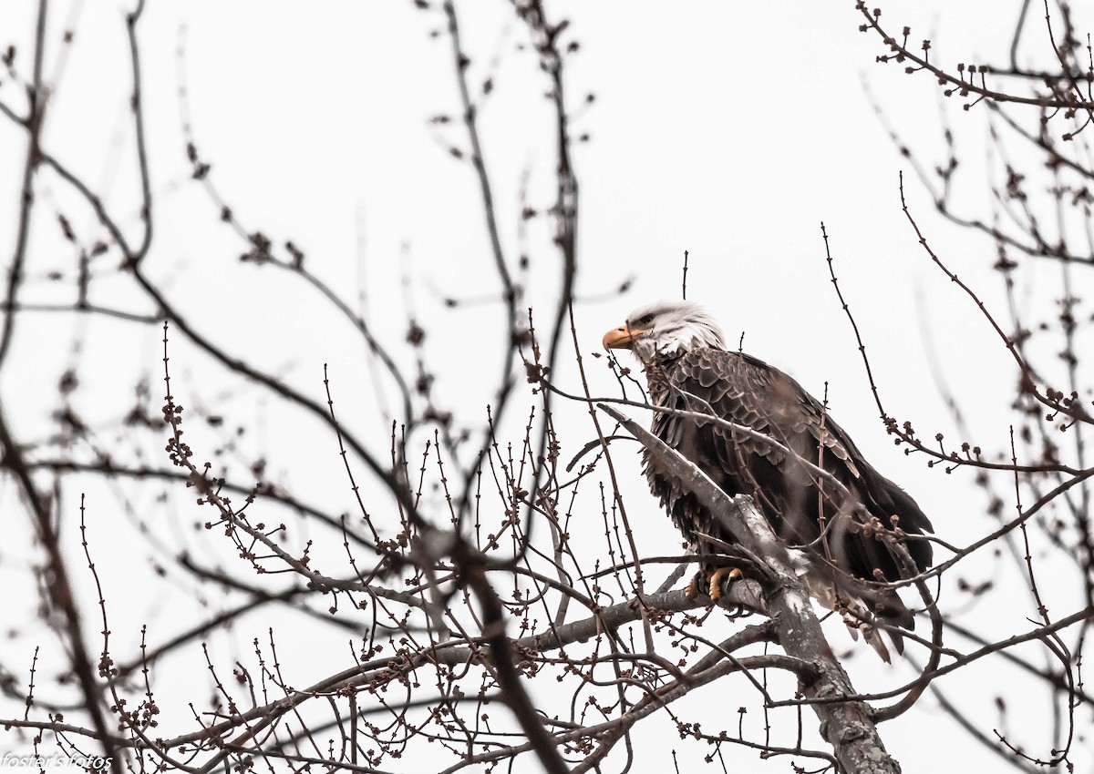 Bald Eagle - ML645610112