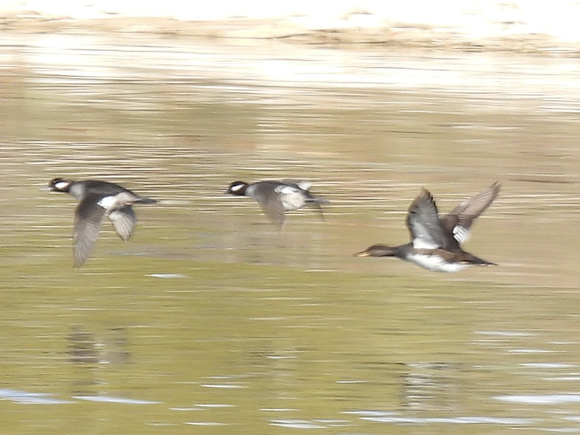 Bufflehead - ML645610113