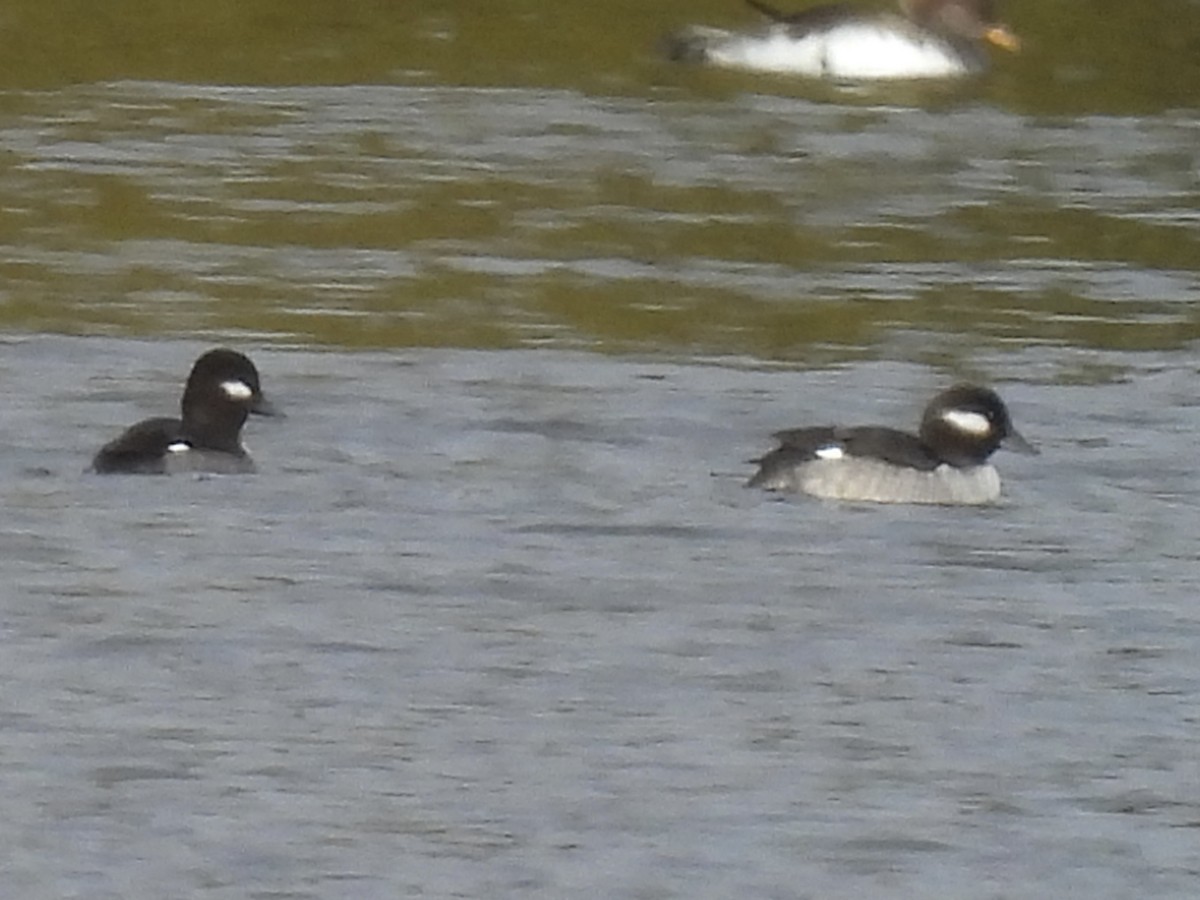 Bufflehead - ML645610114