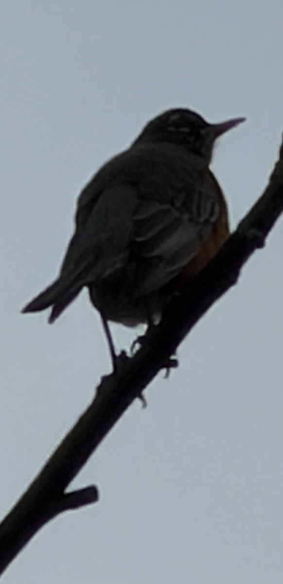 American Robin - ML645610115
