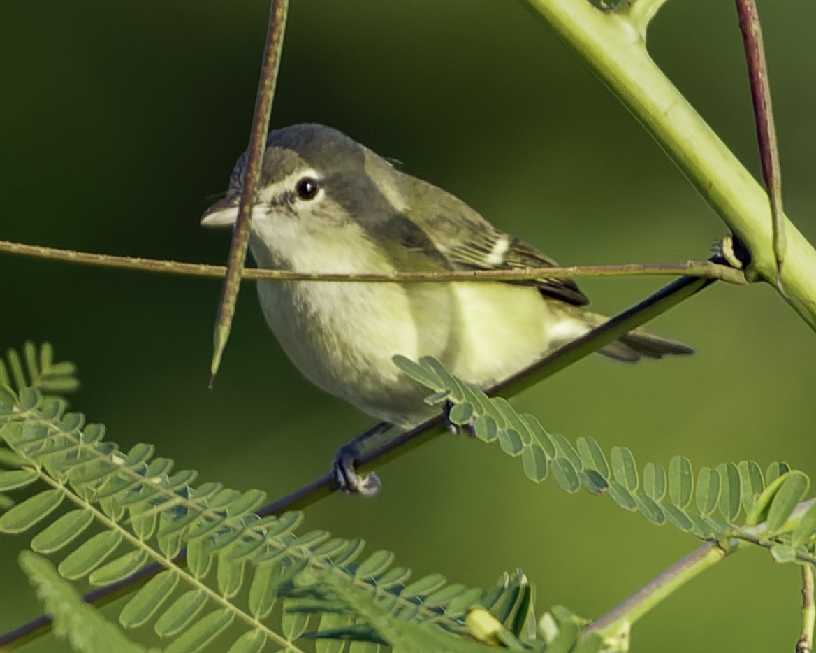 Bell's Vireo (Eastern) - ML645610116