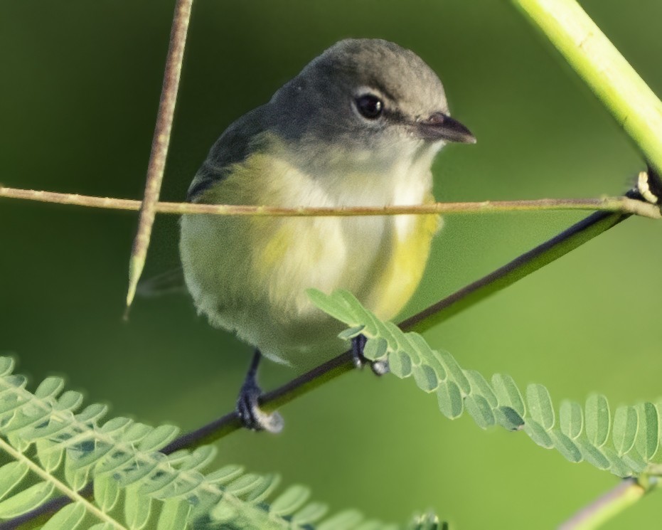 Bell's Vireo (Eastern) - ML645610117
