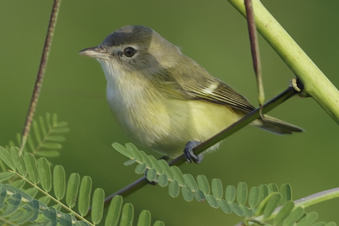 Bell's Vireo (Eastern) - ML645610119