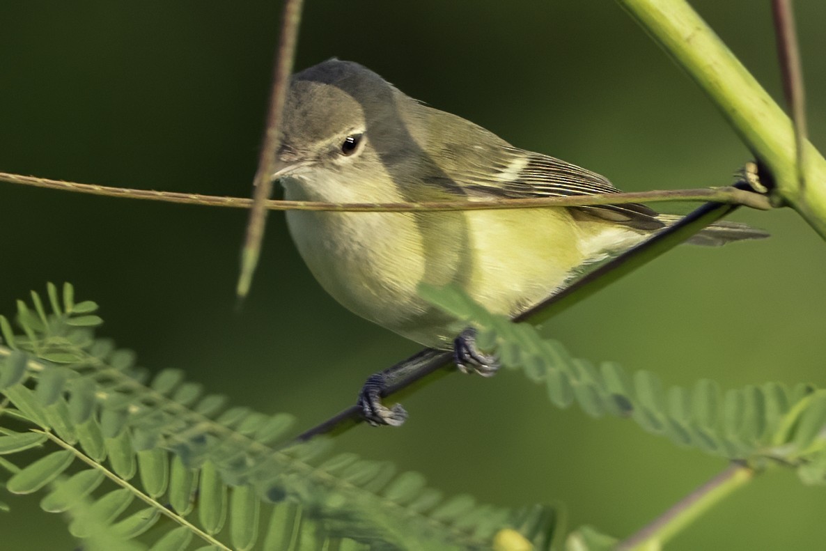 Bell's Vireo (Eastern) - ML645610120
