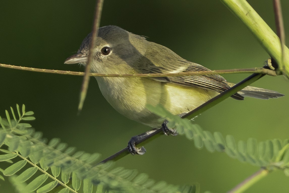Bell's Vireo (Eastern) - ML645610121