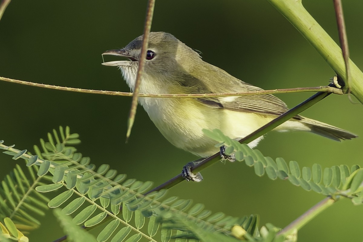 Bell's Vireo (Eastern) - ML645610122